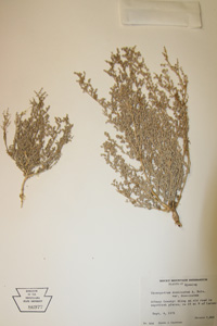 Herbarium Sheet of 